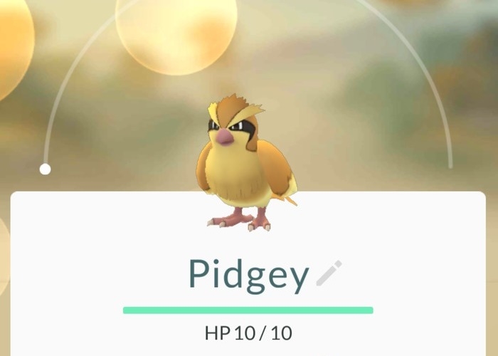 Pokémon GO Pidgey